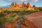 Narrowleaf yucca, The Windows Section, Arches National Park, Utah, USA. Art Print